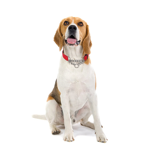 Stainless Steel Chain Martingale Dog Collar