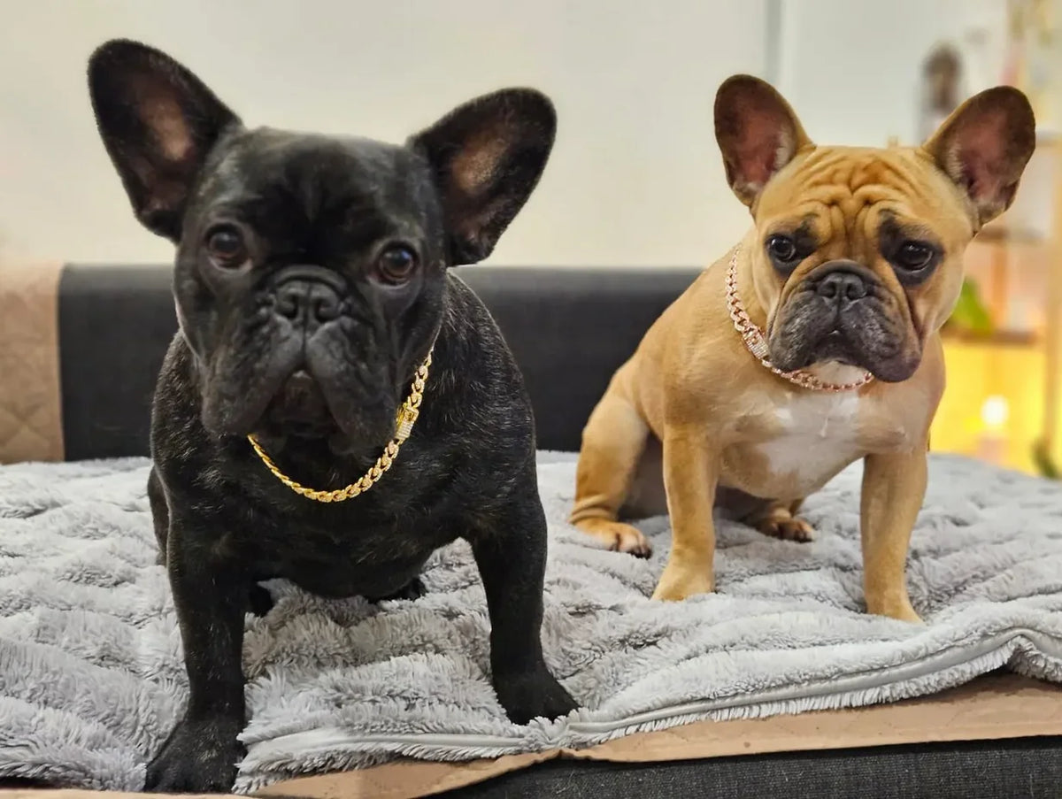 Metal Dog Chain Collar Diamond
